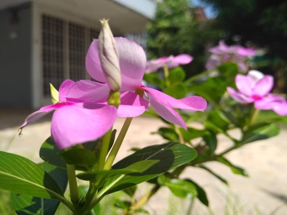 קאנגר Kayangan Homestay Perlis For Mslim Only מראה חיצוני תמונה